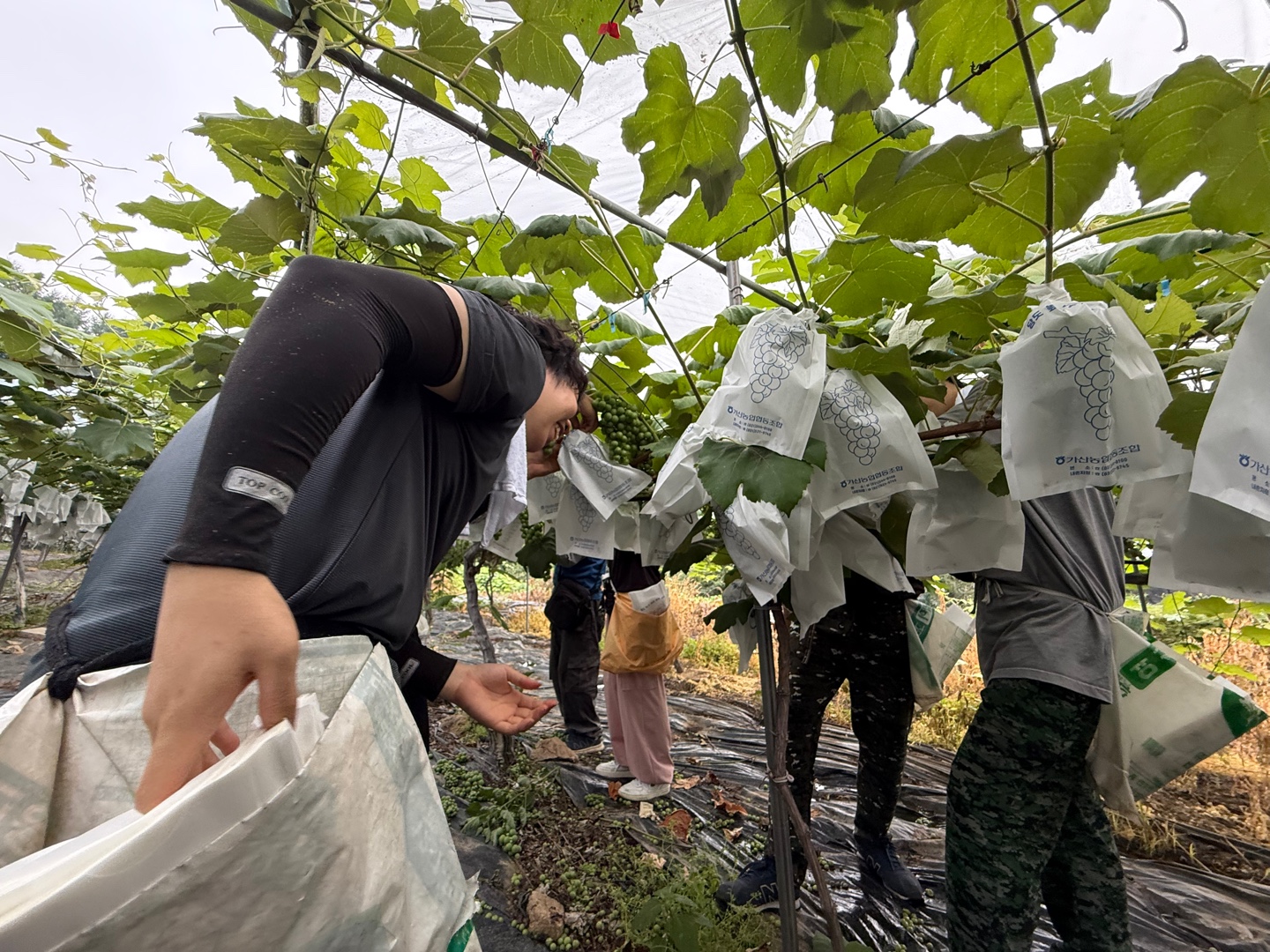 2026년 대학생 봉사단 시우터